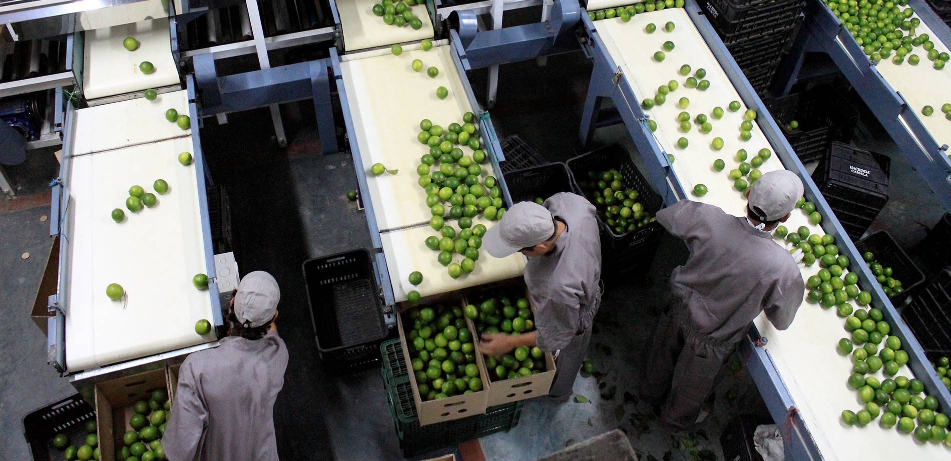 img-selecion_limon.jpg